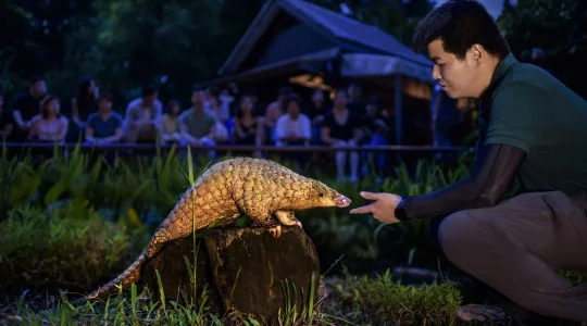 ナイトサファリ